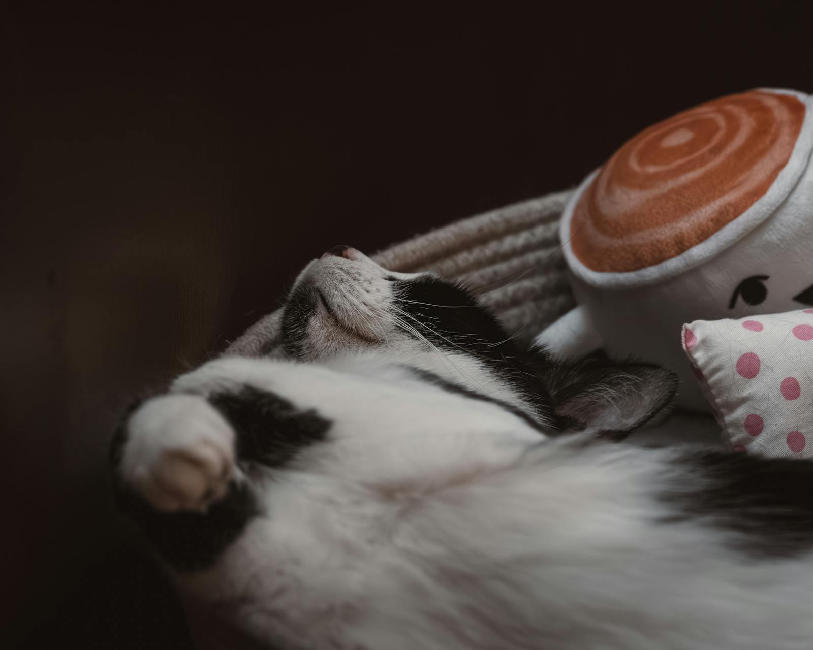 Adorable black and white kitten sleeping next to a plush toy in a cozy setting.