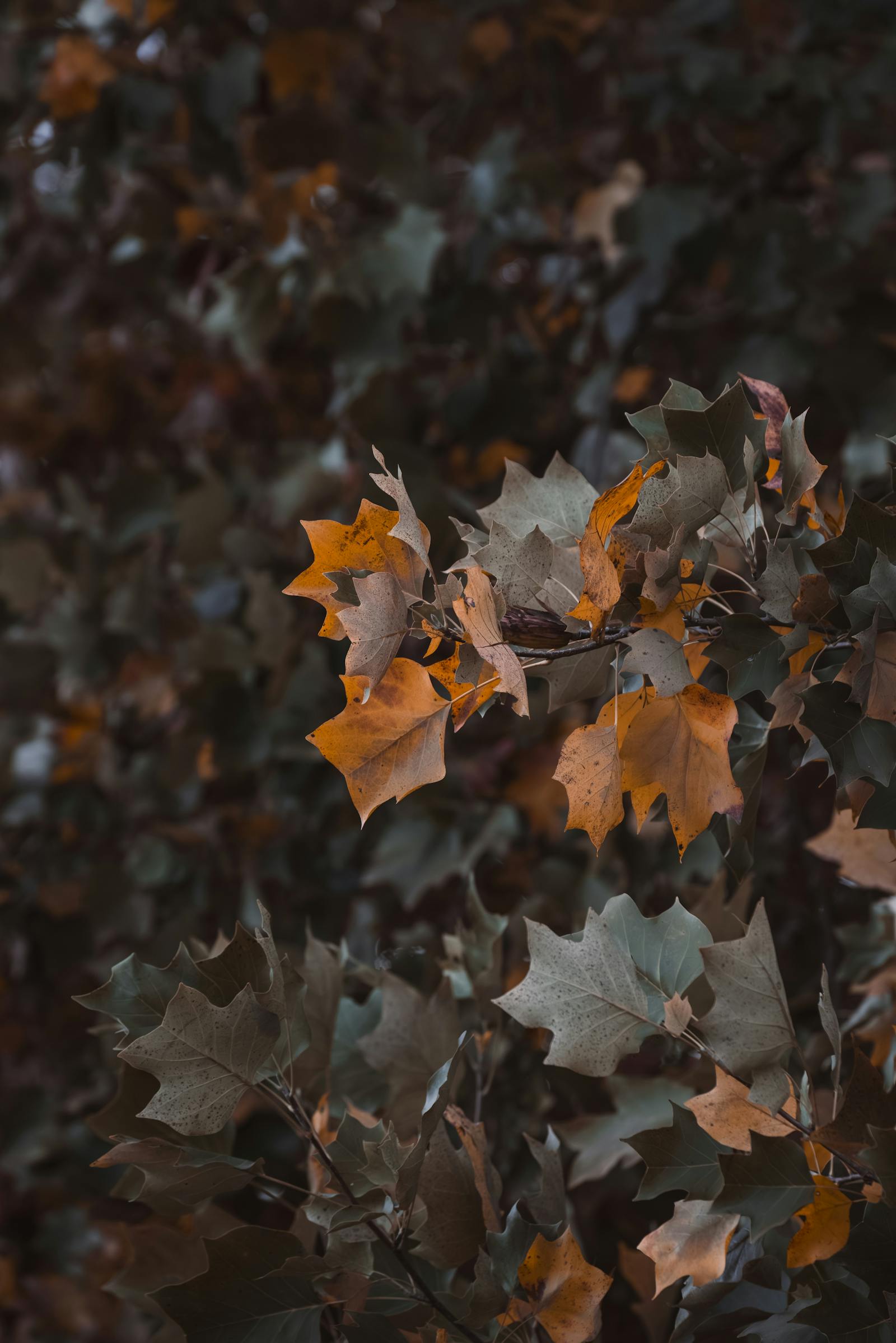 A close-up of golden autumn leaves in a forest in Graz, Austria, showcasing fall's vibrant colors.