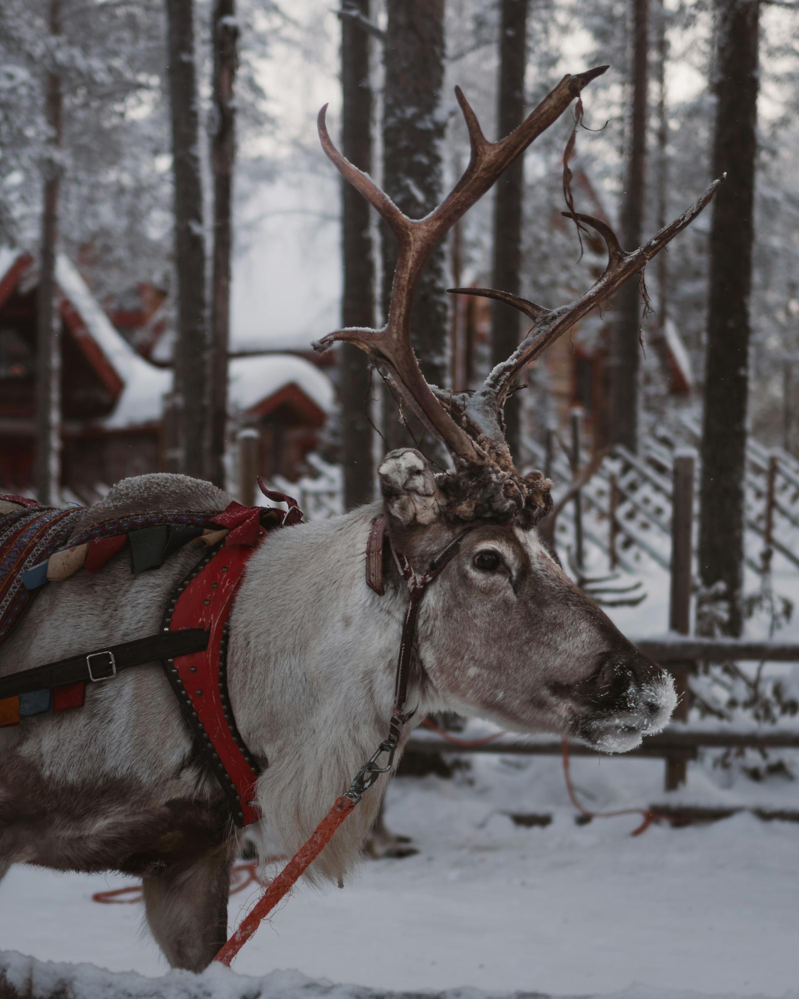 Portrait of a reindeer in a snowy forest setting in Rovaniemi, Lapland, Finland.