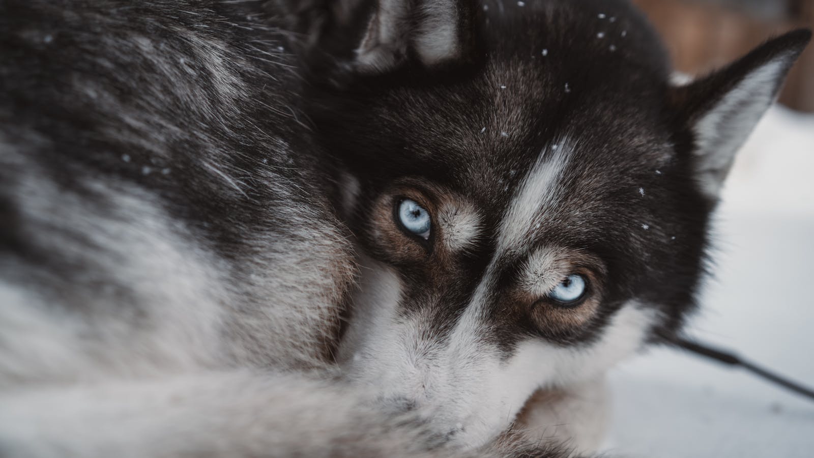 Captivating close-up of a Siberian Husky with intense blue eyes lying on snow.