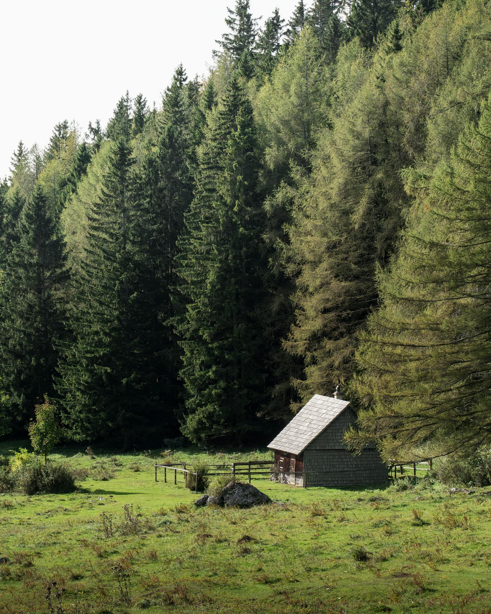 Tranquil wooden cabin nestled in a lush coniferous forest in Vorarlberg, Austria.