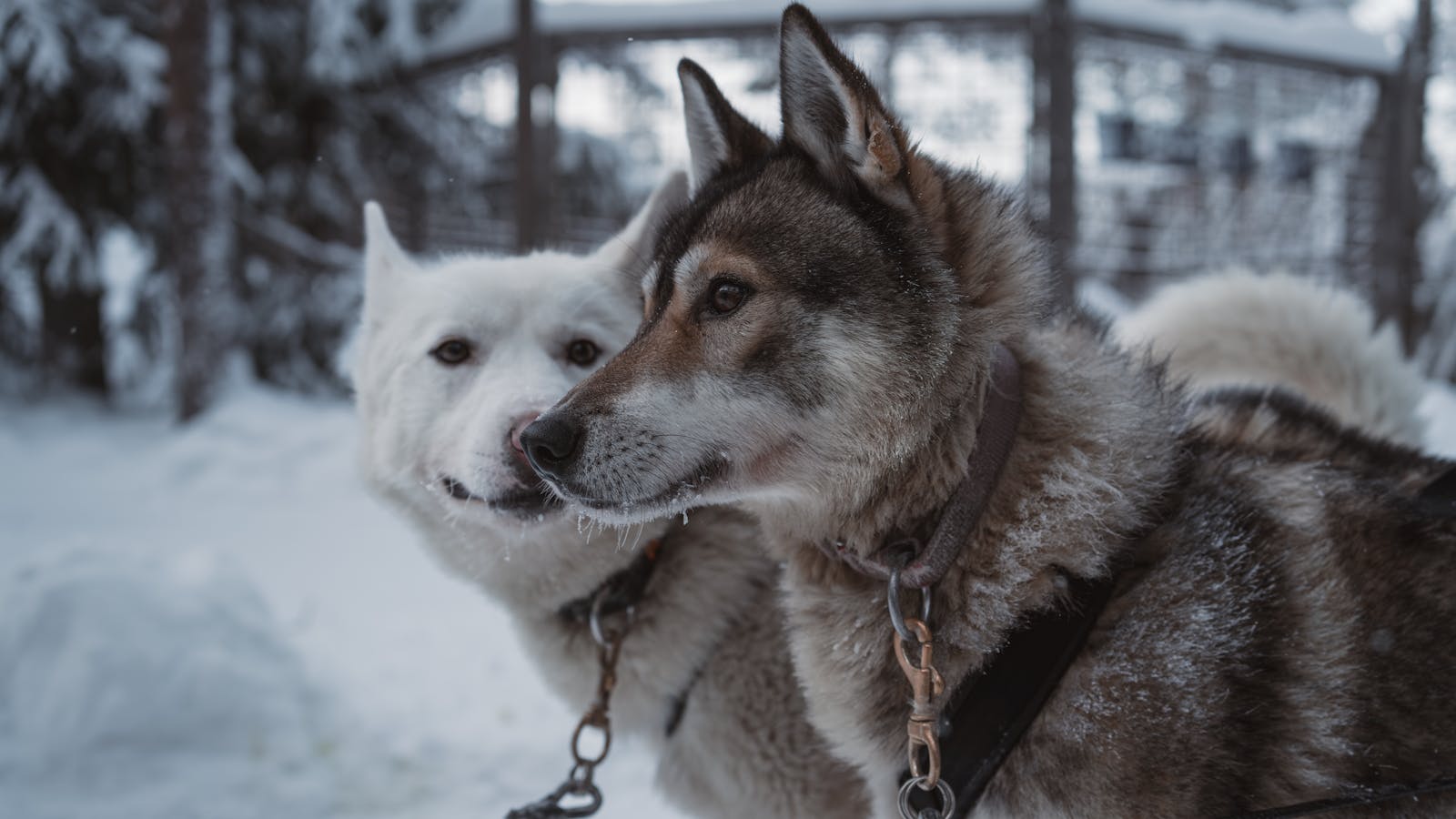 Two Siberian Huskies in a snowy scene in Rovaniemi, Lapland.