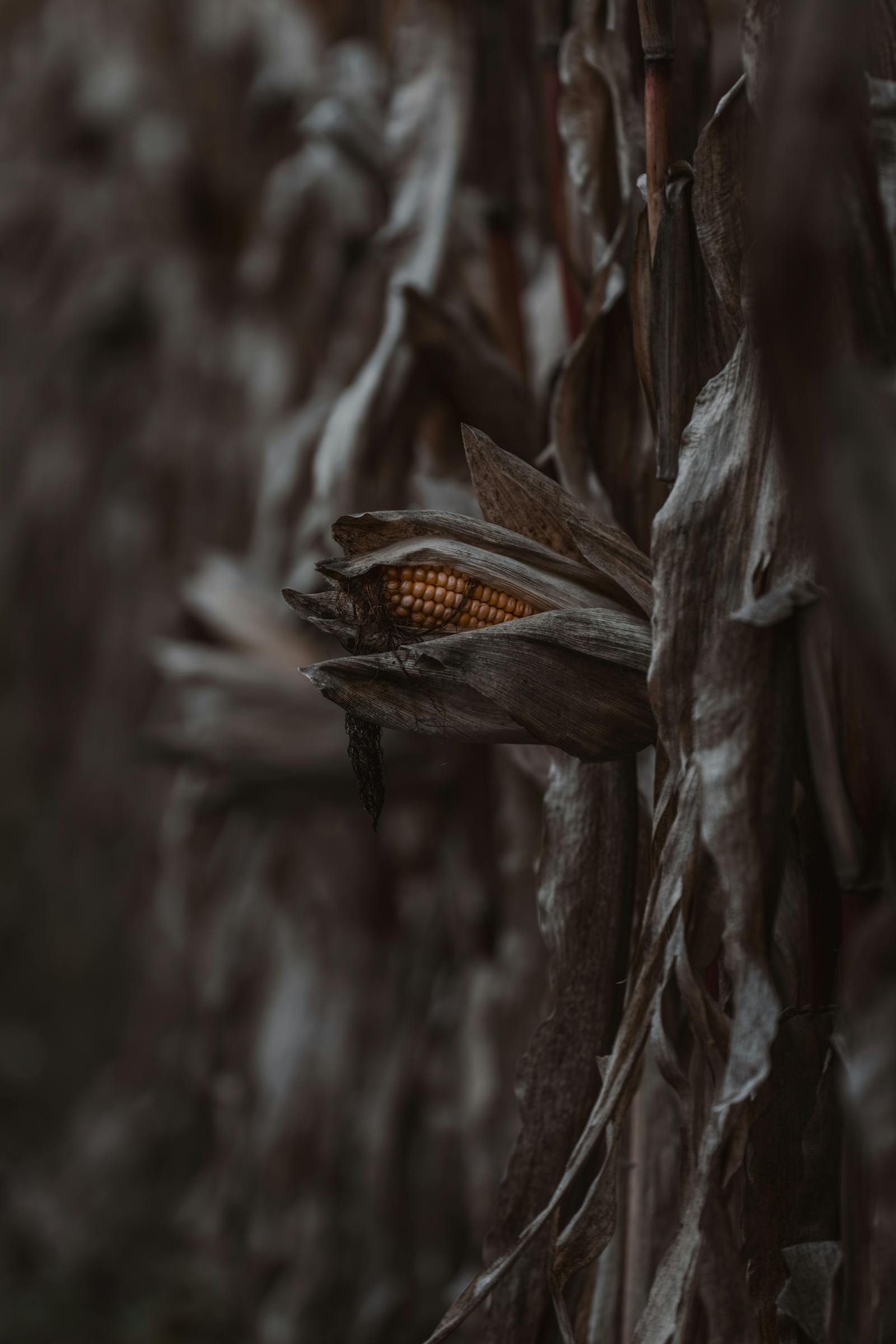 Moody close-up of dry corn in a field in Graz, Austria.