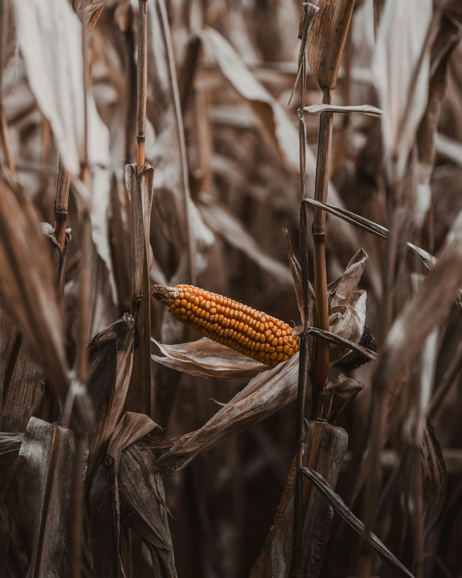 Close-up of corn in a field in Graz, Austria, showcasing dried stalks during autumn.