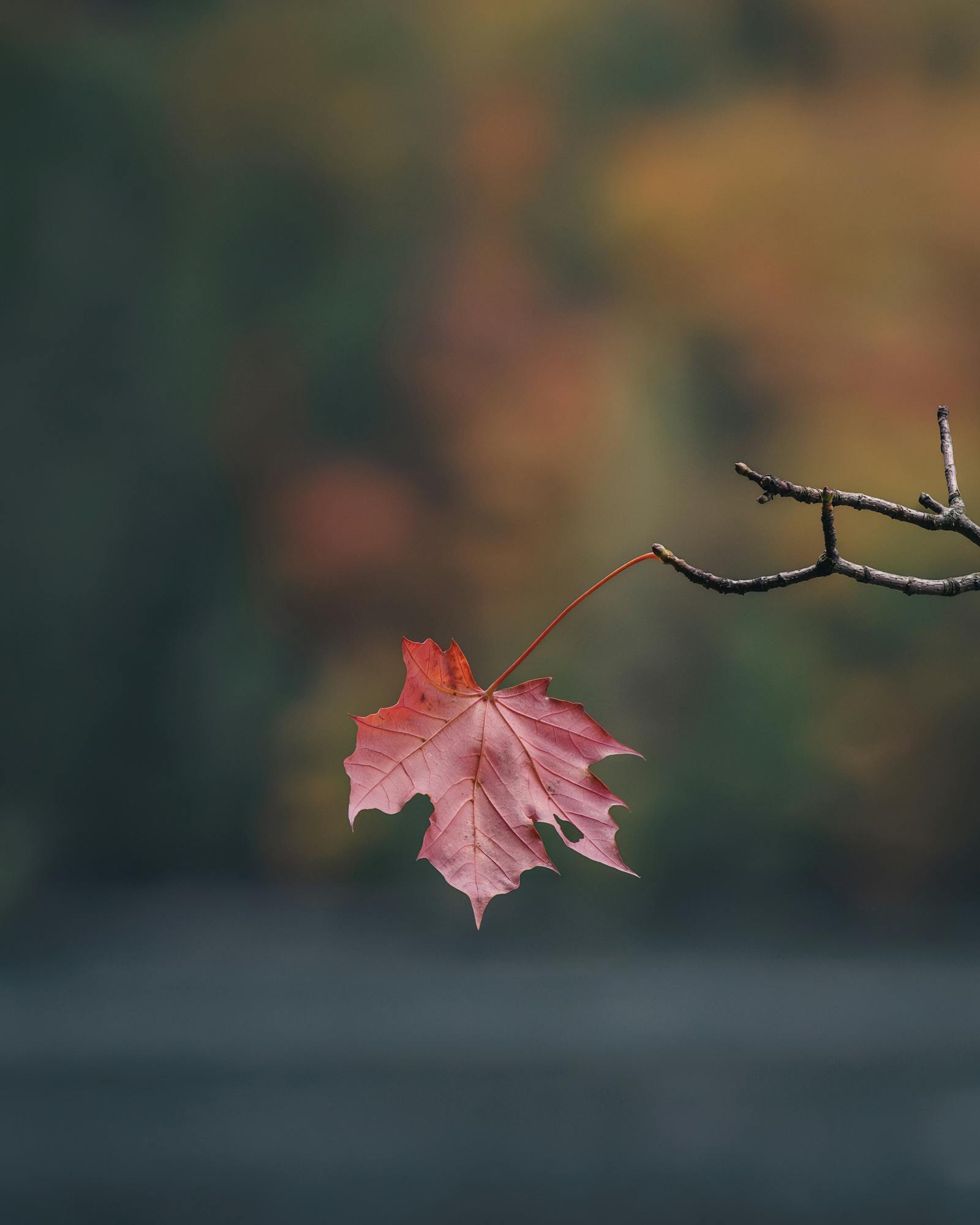 A single red maple leaf hangs on a branch with blurred autumn colors in Eisenerz, Austria.