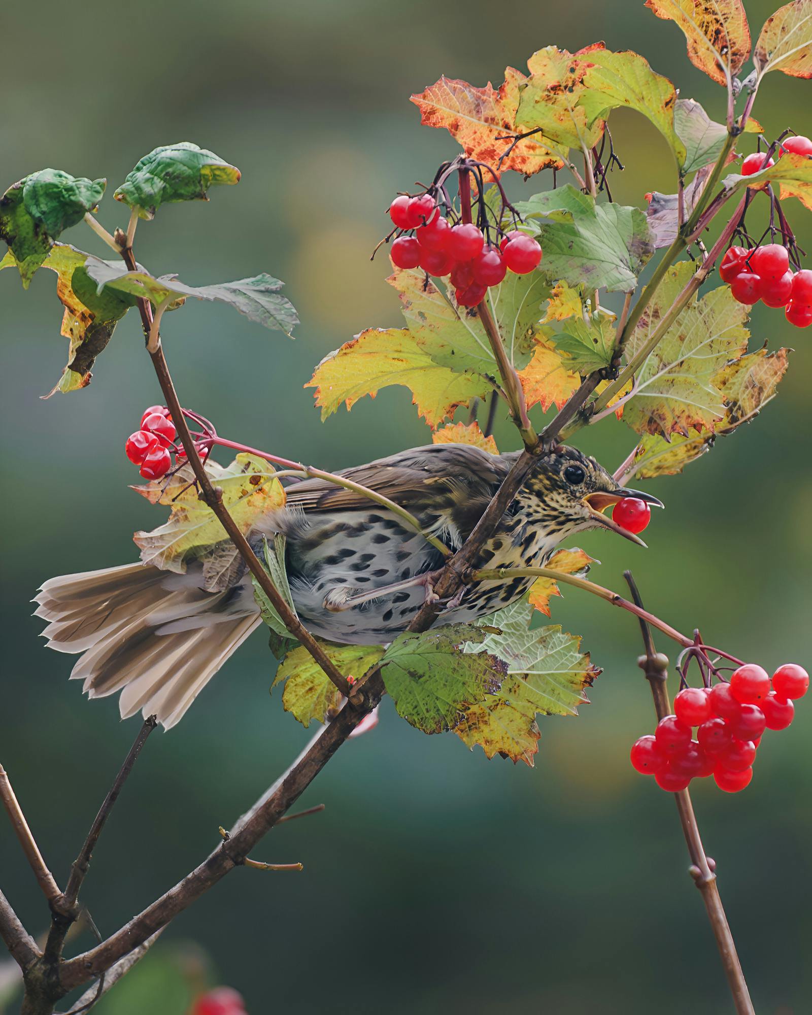 Song thrush bird perched and feeding on bright red berries among colorful autumn leaves.