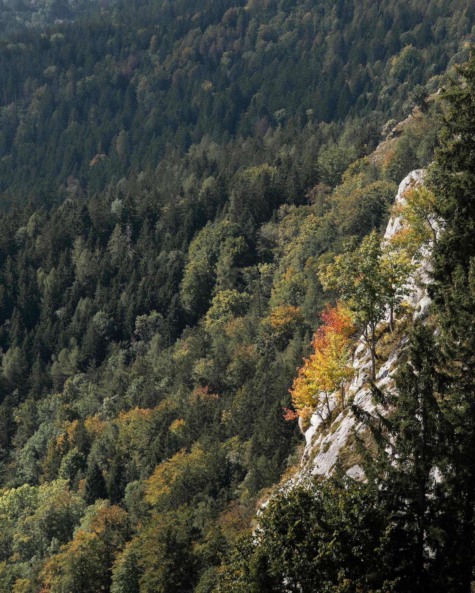 Autumnal forest in Vorarlberg, Austria showcasing vibrant foliage and steep slopes.