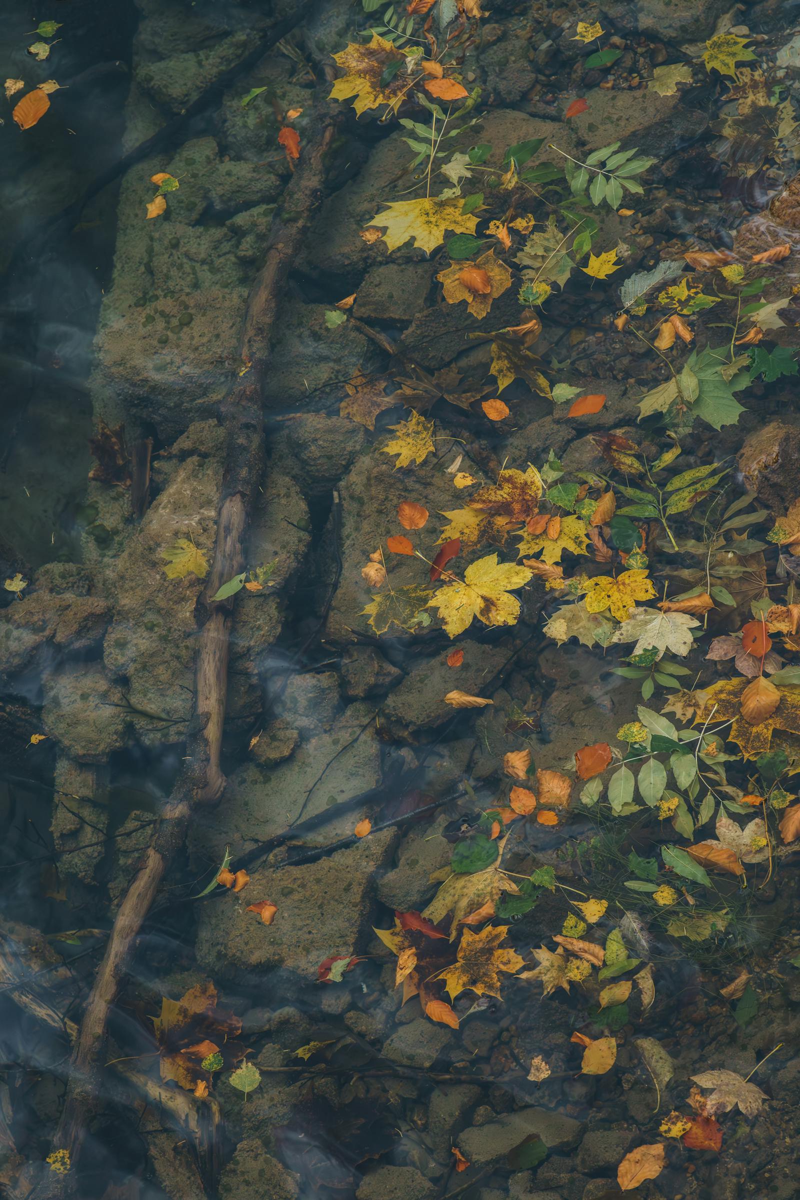 Colorful autumn leaves floating in clear water of Eisenerz, Styria, Austria.