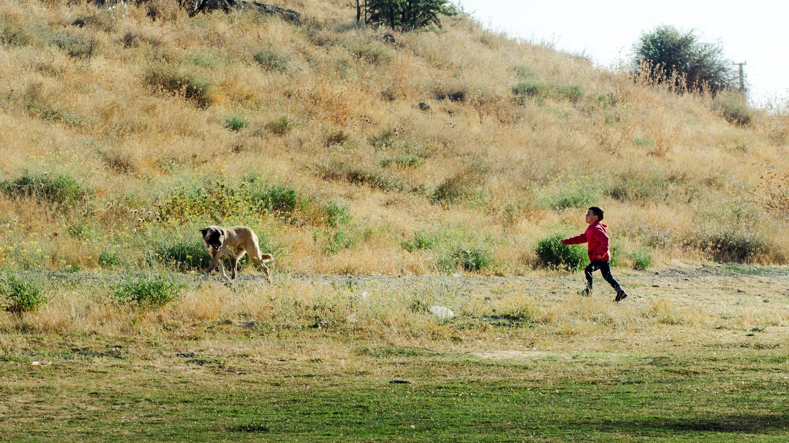 A child runs with a dog on a sunny day in Beyşehir, Konya, Türkiye.