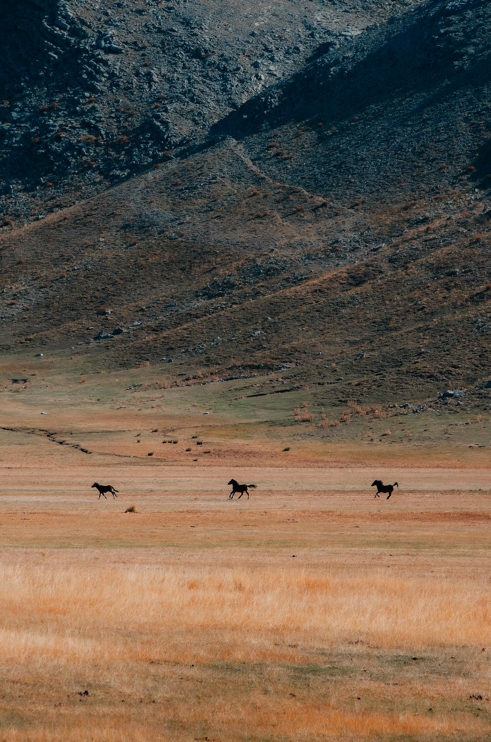 Majestic wild horses gallop across the scenic Konya highlands in Türkiye, surrounded by striking mountainous terrain.