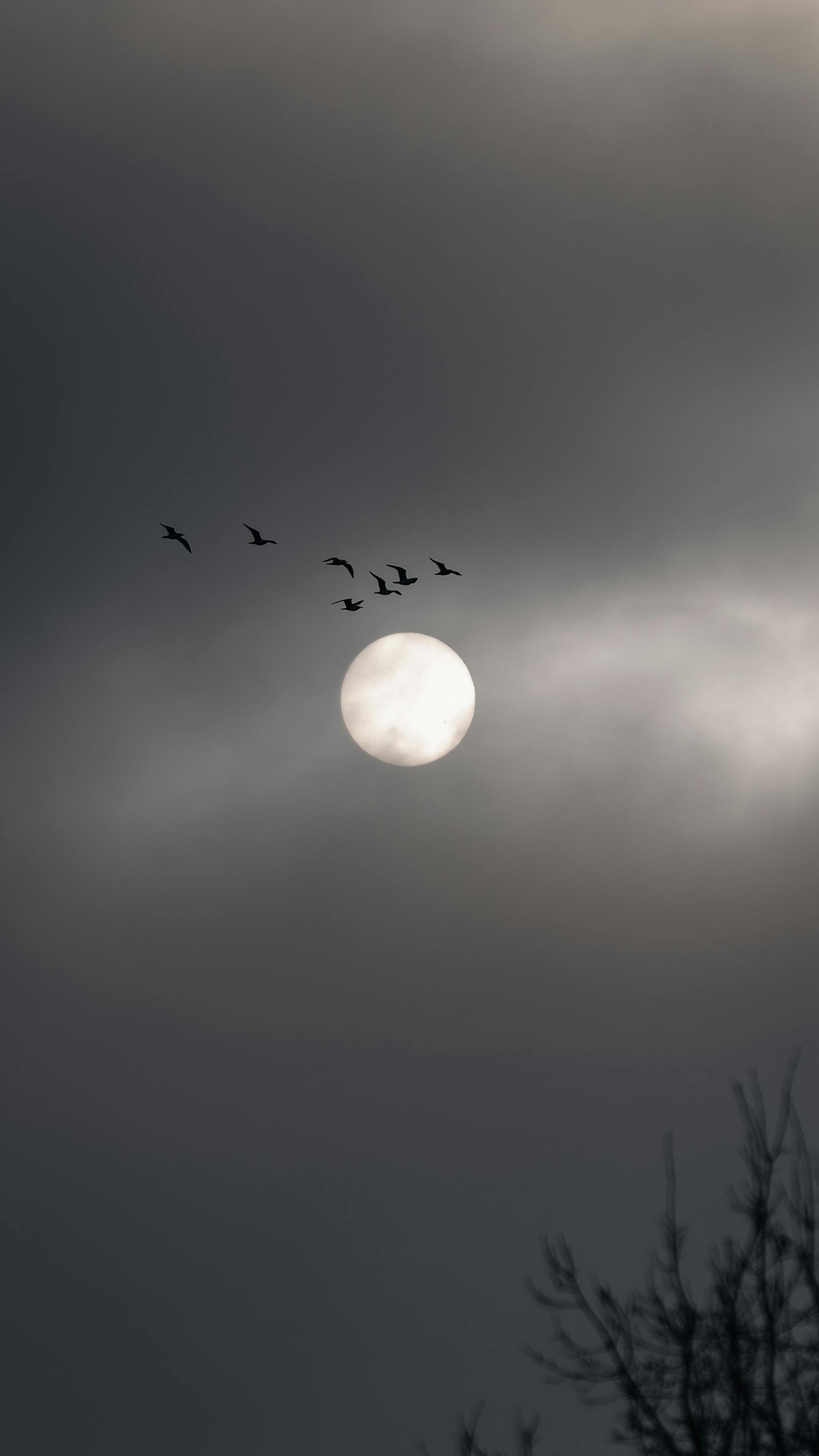 A flock of birds silhouetted against a cloudy night sky with a full moon in Estonia.