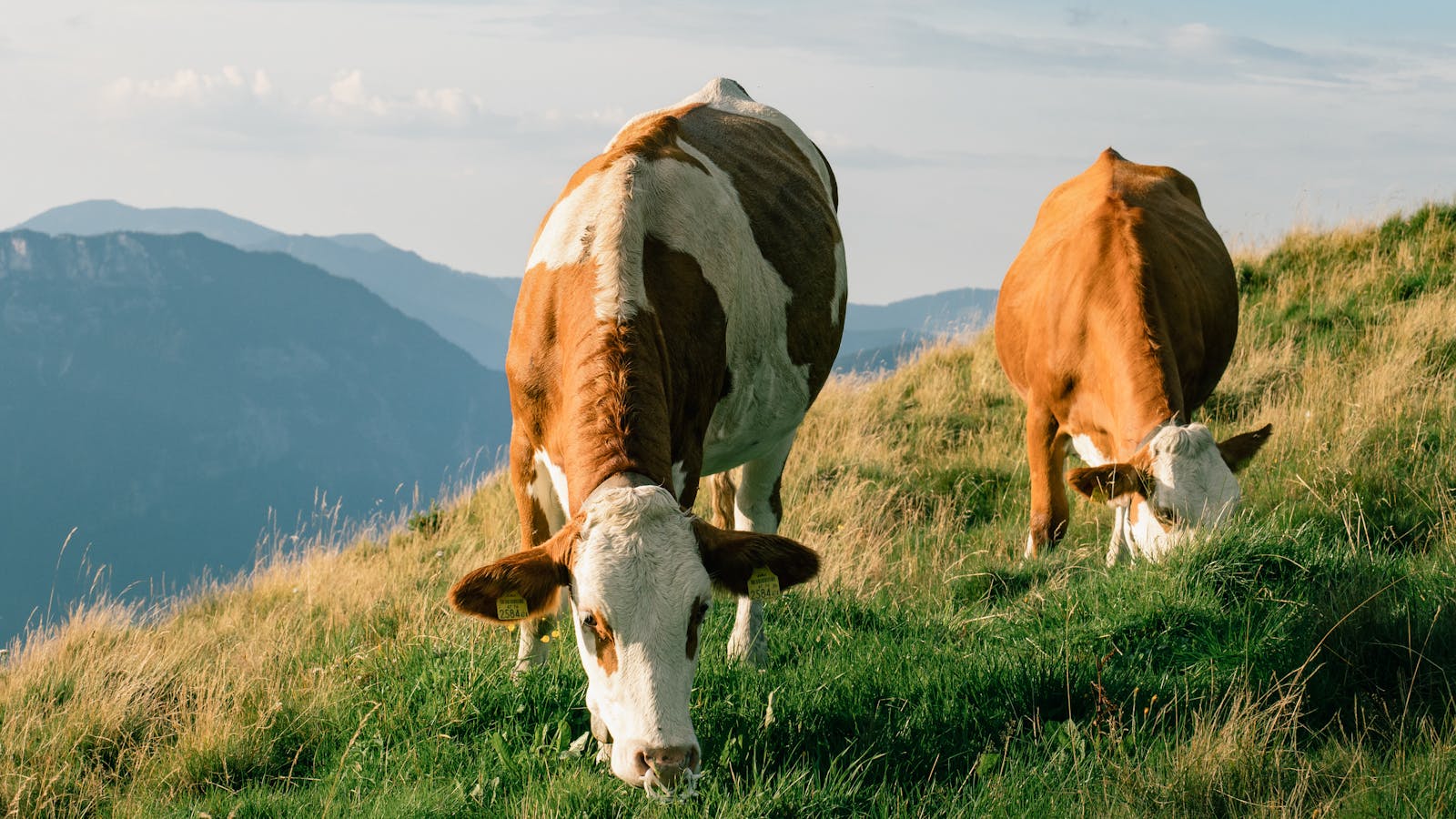 Two cows grazing peacefully on a hillside with mountain landscape in the background.