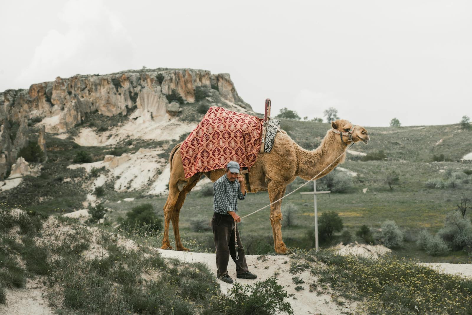 A man guiding a camel in the rocky terrain of Türkiye, showcasing a traditional rural scene.