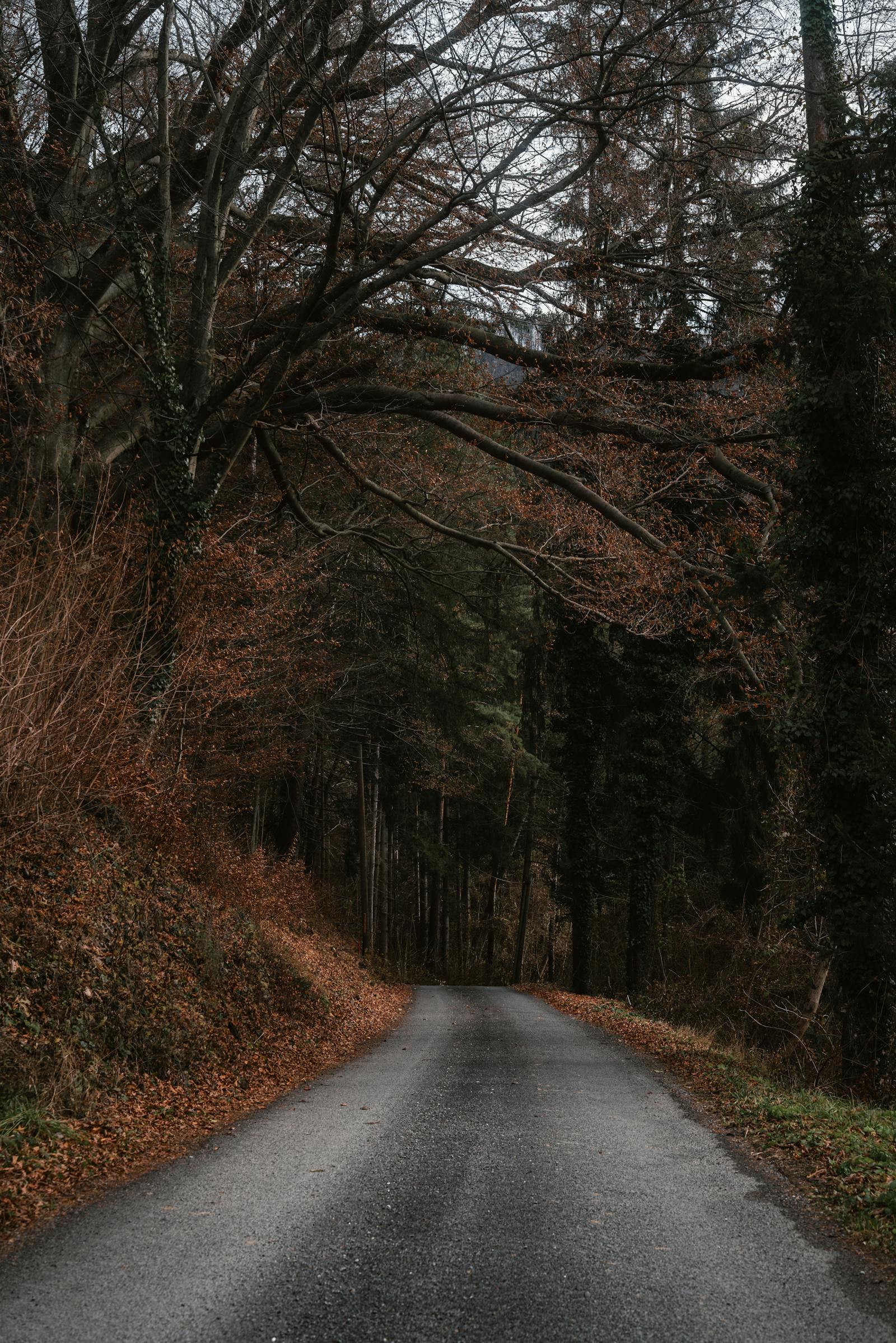 serene forest road in autumn mixnitz austria