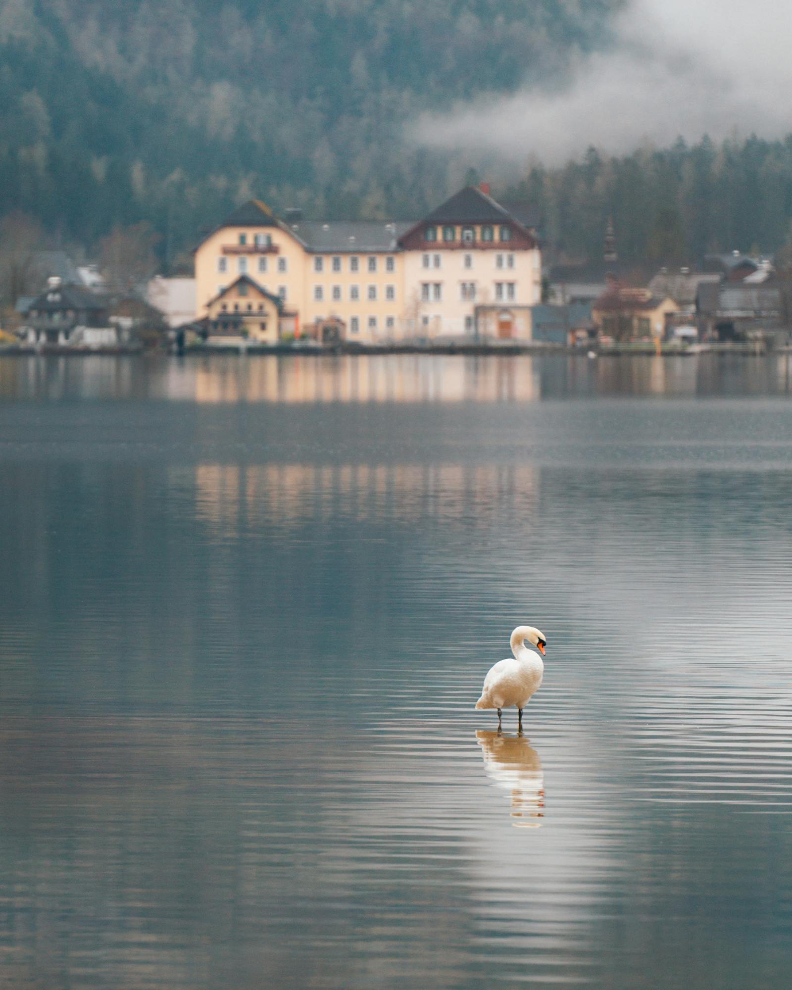 Peaceful swan in serene lake at Hallstatt, framed by misty mountains and charming architecture.