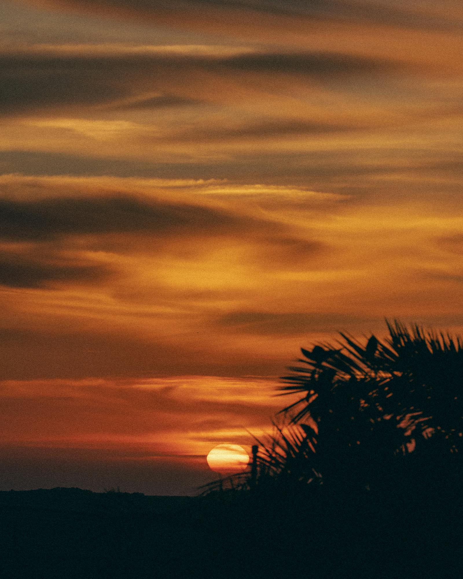 A breathtaking sunset in Malta with vibrant skies and a silhouetted palm, embodying serene beauty.