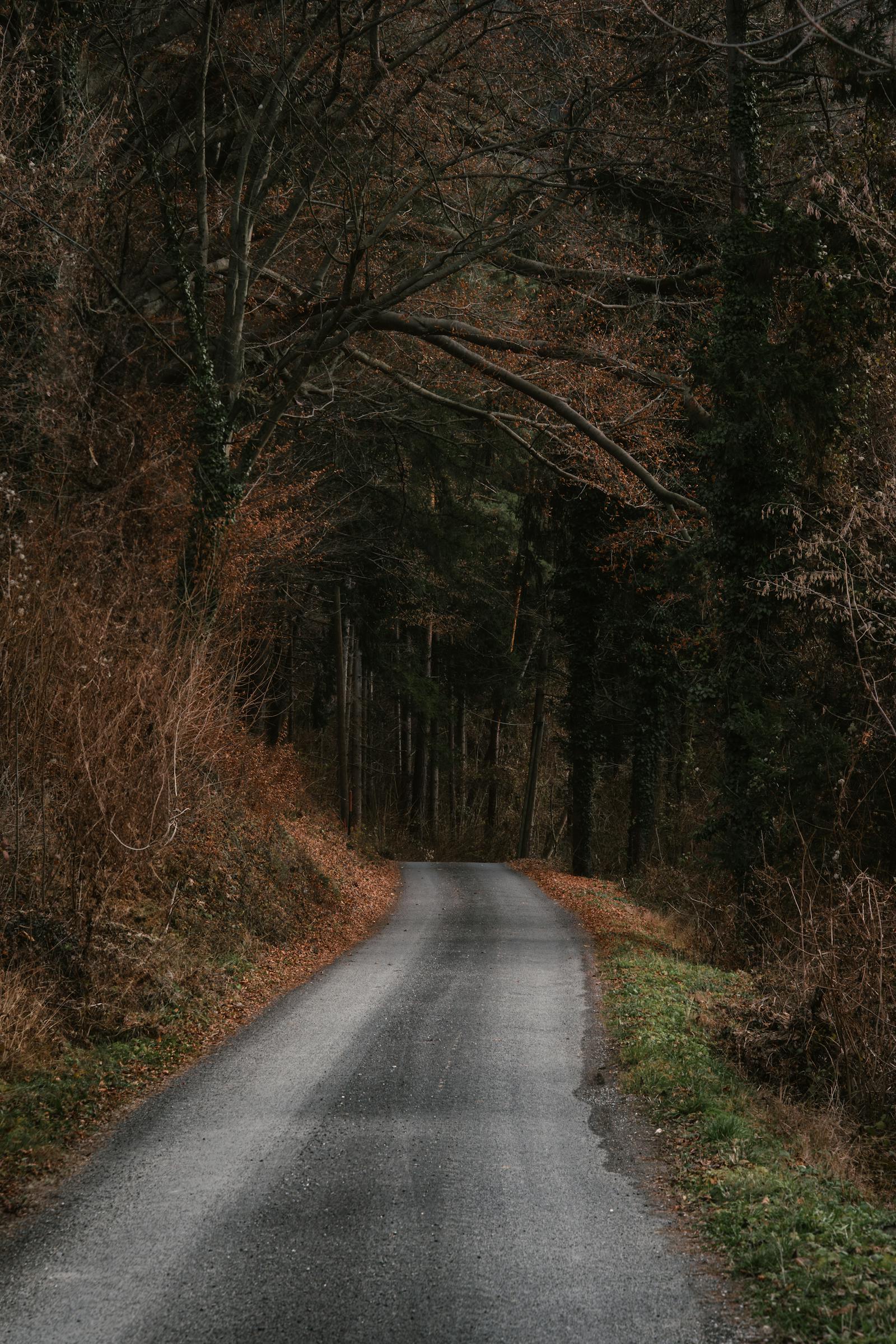 peaceful forest pathway in autumn austria