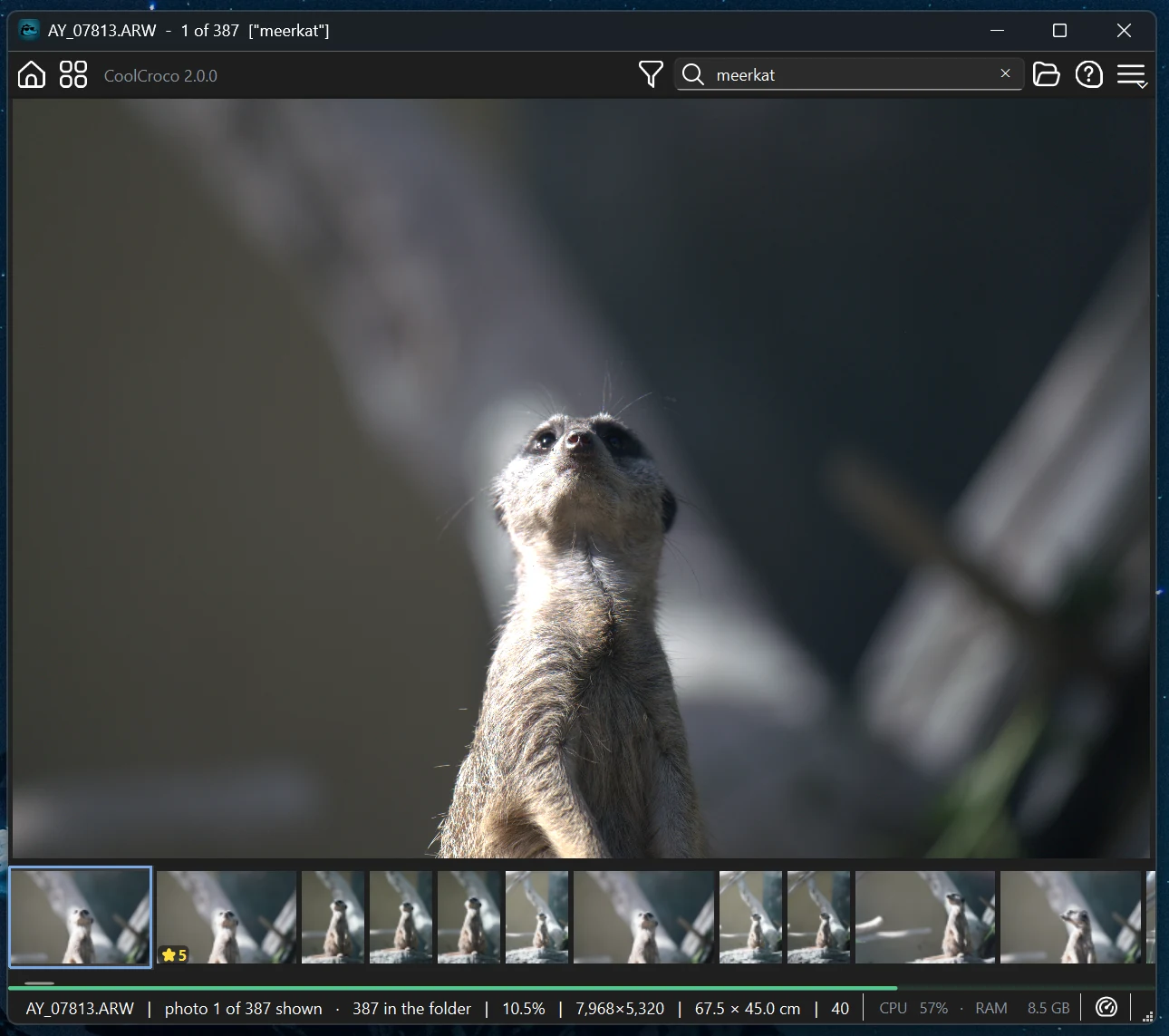 CoolCroco with meerkat typed in the search box and meerkats at the front of the filmstrip