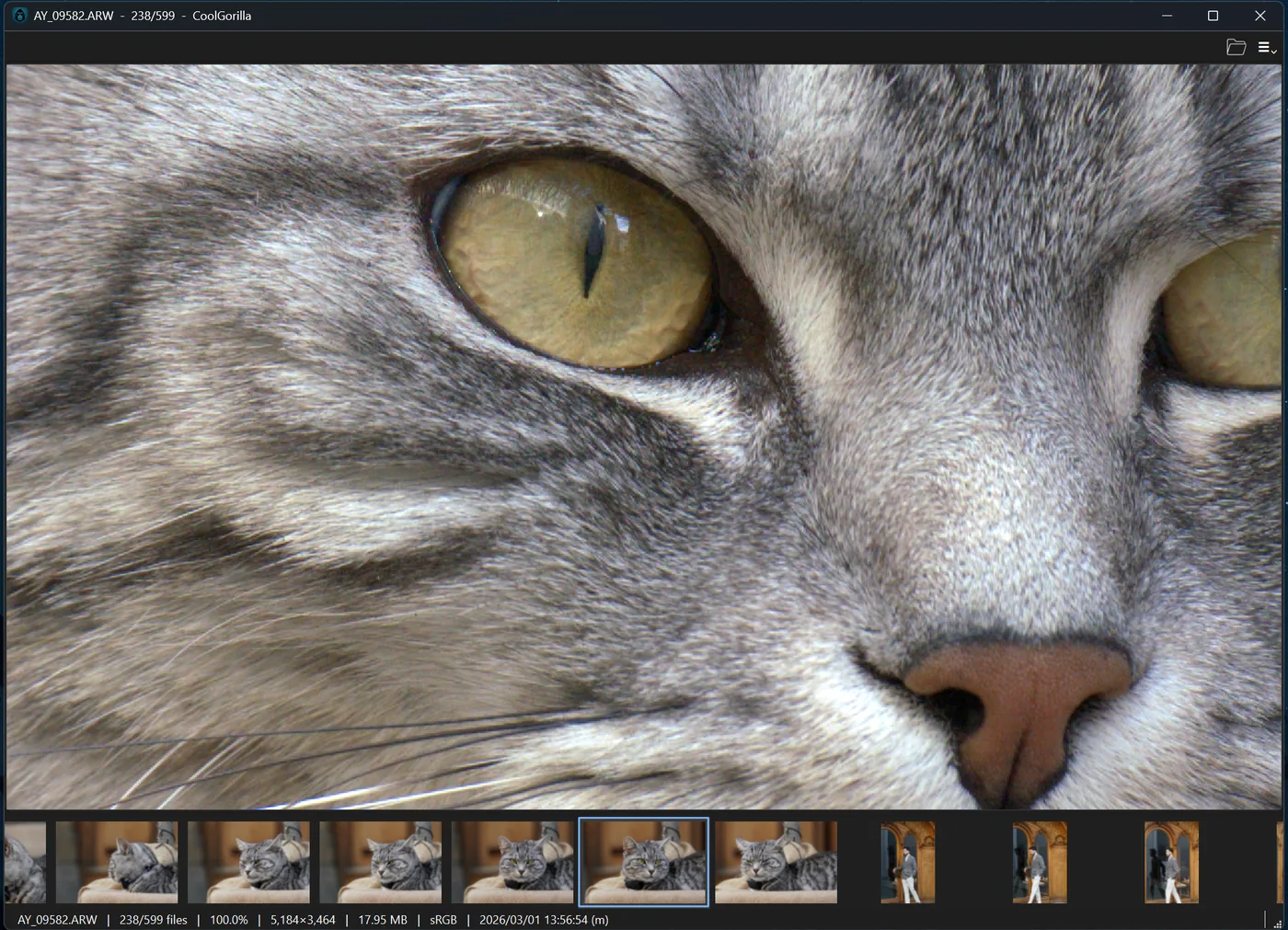 A RAW photo of a cat at 100 percent with the filmstrip and detail bar visible